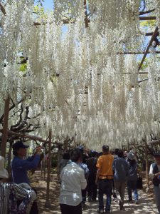 あしかがフラワーパーク（白藤のトンネル）