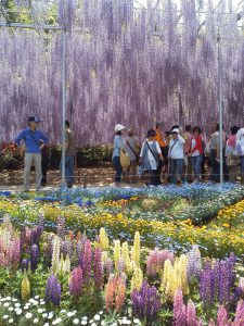 あしかがフラワーパーク（庭園風景）