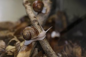 ラッコも伊勢志摩サミットを応援　鳥羽水族館