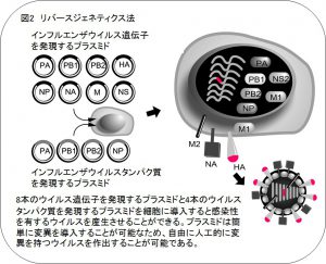 東大、インフル変異を高精度に予測　より効果的なワクチン製造へ