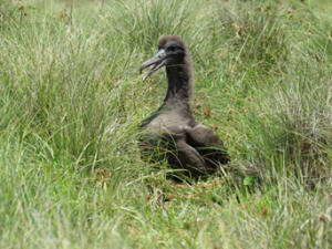 アホウドリ、小笠原諸島全体で2つがいの繁殖成功