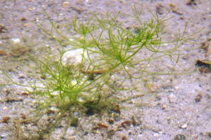 絶滅した水草「イノカシラフラスコモ」が60年ぶりに復活
