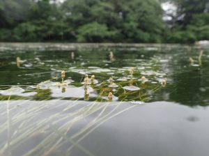 絶滅した水草「イノカシラフラスコモ」が60年ぶりに復活