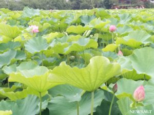 不忍池、ハスの花が咲き始める　東京・上野公園