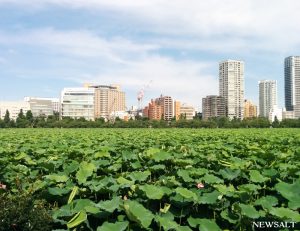 不忍池、ハスの花が咲き始める　東京・上野公園