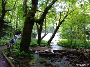 初夏の奥入瀬渓流を歩く