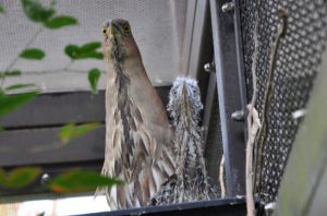 横浜市繁殖センター、今年もミゾゴイとカグーの繁殖に成功