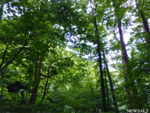 初夏の奥入瀬渓流を歩く