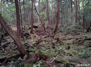 青木ヶ原樹海・富岳風穴