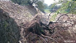 復興中の熊本城公開