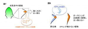 植物の葉がギザギザになる仕組みを解明　名古屋大