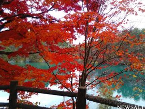 五色沼の毘沙門沼はラスト紅葉