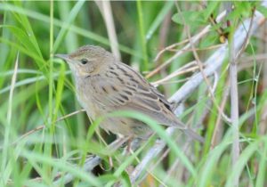 日本野鳥の会、苫東地域で7種類の希少鳥類を確認