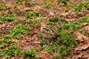 日本野鳥の会、苫東地域で7種類の希少鳥類を確認