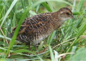 日本野鳥の会、苫東地域で7種類の希少鳥類を確認