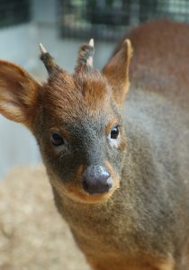 世界最小のシカ「プーズー」日本初公開　埼玉県こども動物自然公園