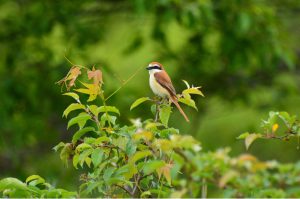 日本野鳥の会、苫東地域で7種類の希少鳥類を確認