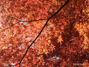 2016年 紅葉便り～紅葉と富士山の絶景を楽しむ河口湖・山梨県