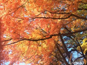 2016年 紅葉便り～紅葉と富士山の絶景を楽しむ河口湖・山梨県