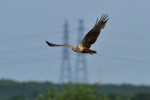 日本野鳥の会、苫東地域で7種類の希少鳥類を確認