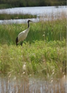 日本野鳥の会、苫東地域で7種類の希少鳥類を確認