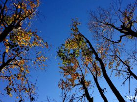 2016年 紅葉便り～ハート型の落ち葉、甘い香り放つ「カツラ」