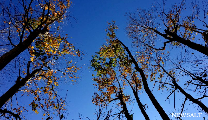 2016年 紅葉便り～ハート型の落ち葉、甘い香り放つ「カツラ」