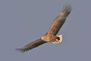 日本野鳥の会、苫東地域で7種類の希少鳥類を確認