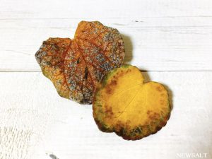 2016年 紅葉便り～ハート型の落ち葉、甘い香り放つ「カツラ」