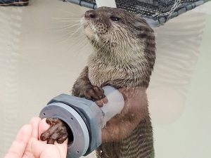 サンシャイン水族館2017年の福袋が話題　スタッフ体験やガンギエイ干物