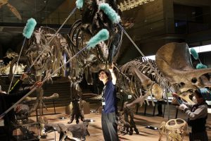 いのちのたび博物館、「恐竜すす払い」の参加者募集
