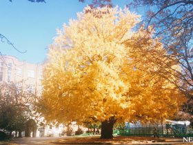 2016年 紅葉便り～黄金色の絨毯の上を歩く　東大本郷キャンパス