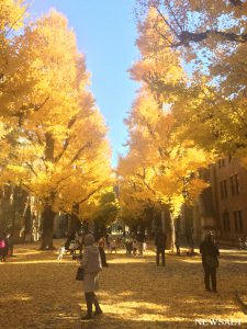 2016年 紅葉便り～黄金色の絨毯の上を歩く　東大本郷キャンパス