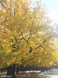 2016年 紅葉便り～黄金色の絨毯の上を歩く　東大本郷キャンパス