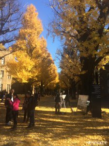 2016年 紅葉便り～黄金色の絨毯の上を歩く　東大本郷キャンパス