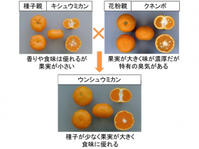 温州ミカンの“両親”が明らかに　農研機構がDNA親子鑑定