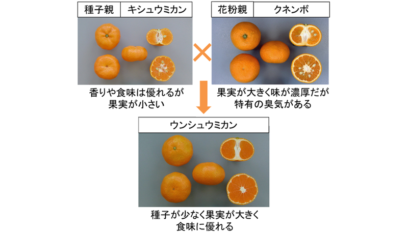 温州ミカンの“両親”が明らかに　農研機構がDNA親子鑑定