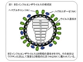 画像提供：東京大学医科学研究所・AMED・JST