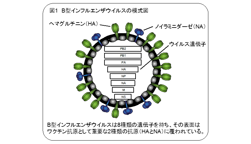 画像提供：東京大学医科学研究所・AMED・JST