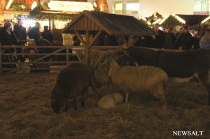 2016年ドイツクリスマス便り（2）キリスト生誕場面の主役が動物に……