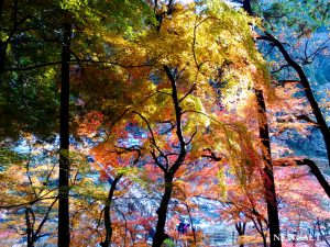 カフェめぐり　渓流のせせらぎと紅葉の贅沢な時間　香嵐渓「堅香子」
