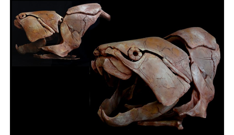 古代魚ダンクレオステウスの頭骨模型を展示　岡山・カブトガニ博物館
