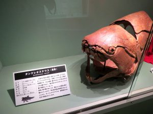 古代魚ダンクレオステウスの頭骨模型を展示　岡山・カブトガニ博物館