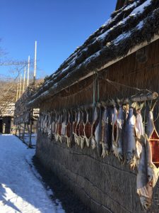 アイヌ民族博物館で恒例の干しサケ作り