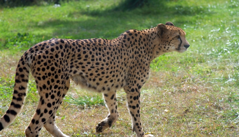 チーターが激減で絶滅の危機に