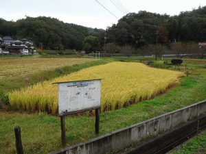 安佐動物園で「ダルマガエル米」を販売　絶滅危惧種保護活動の一環