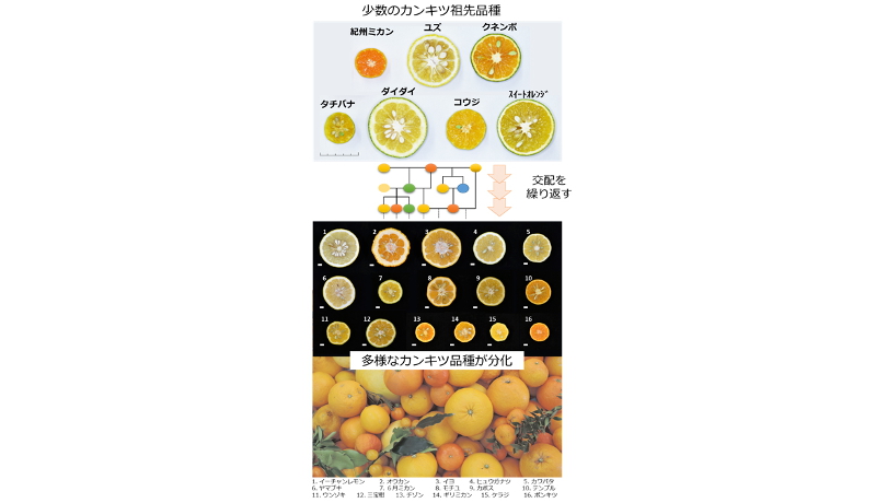 60品種以上のかんきつ類の親子関係を判明、世界初の成果　農研機構など