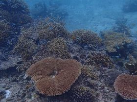 石西礁湖海域のサンゴ白化減少　WWFが所感表明