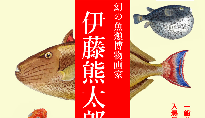 幻の魚類博物画家の企画展開催　東京海洋大学付属図書館