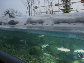 北の大地水族館の四季の水槽が完全結氷